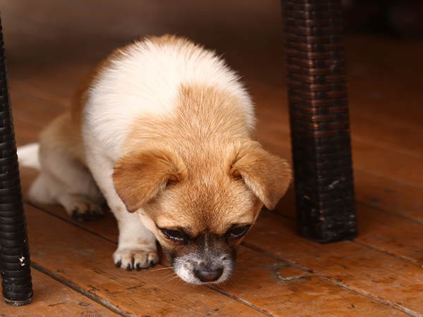 莱昂纳多是怎么读自己的-宣传片制作 莱昂纳多是怎么读自己的-宣传片制作